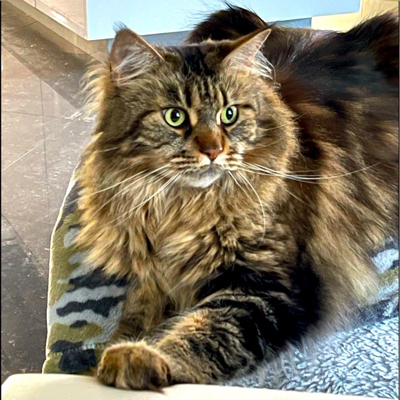 My Maine Coon “Kali” 💕 - Picture 1 of 1